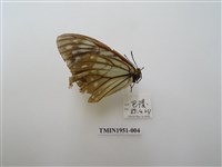 藏品(絹蛺蝶)的圖片